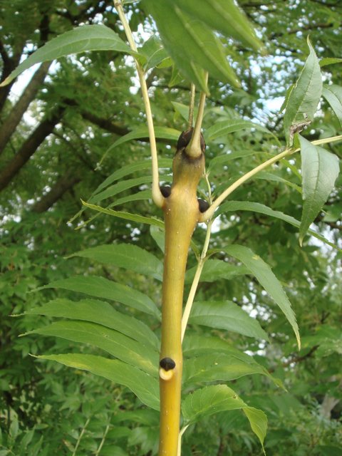 Fraxinus excelsior 'Jaspidea' rameau